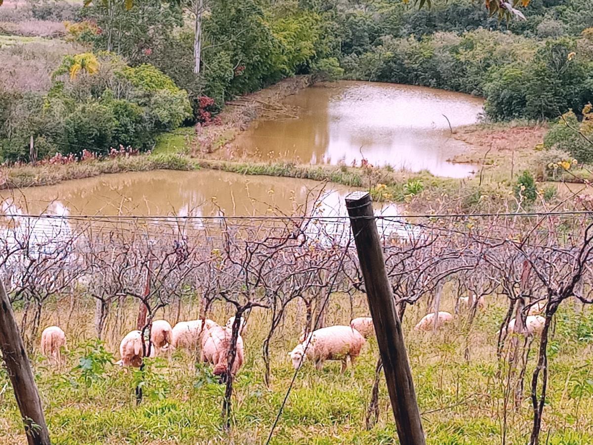 Fazenda, 23 hectares - Foto 1