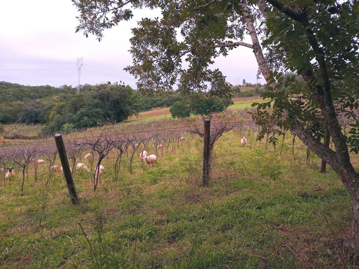 Fazenda, 23 hectares - Foto 2