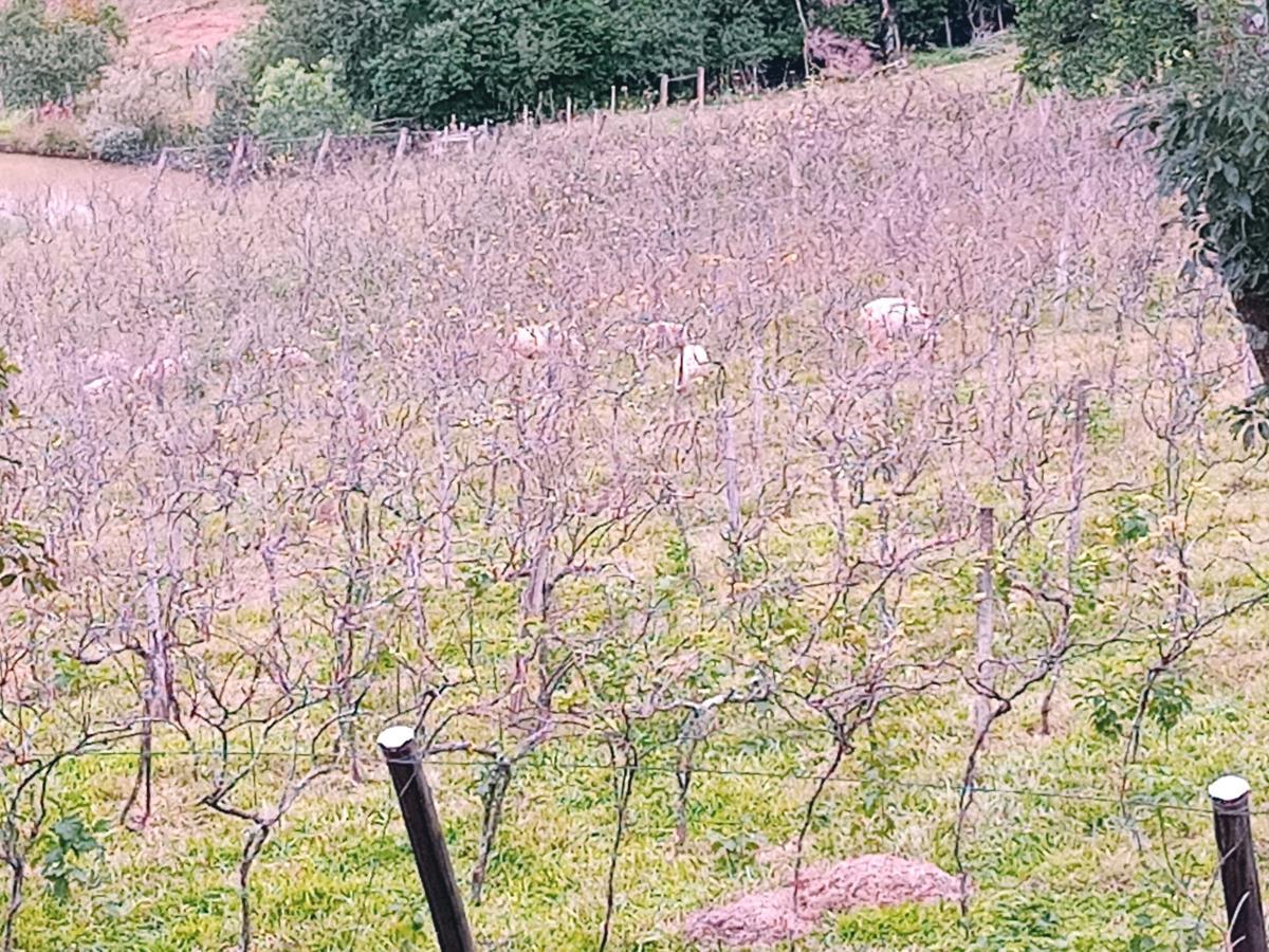 Fazenda, 23 hectares - Foto 25