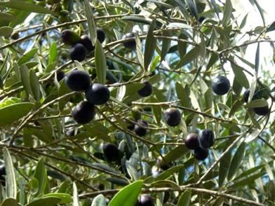 Fazenda, 23 hectares - Foto 29