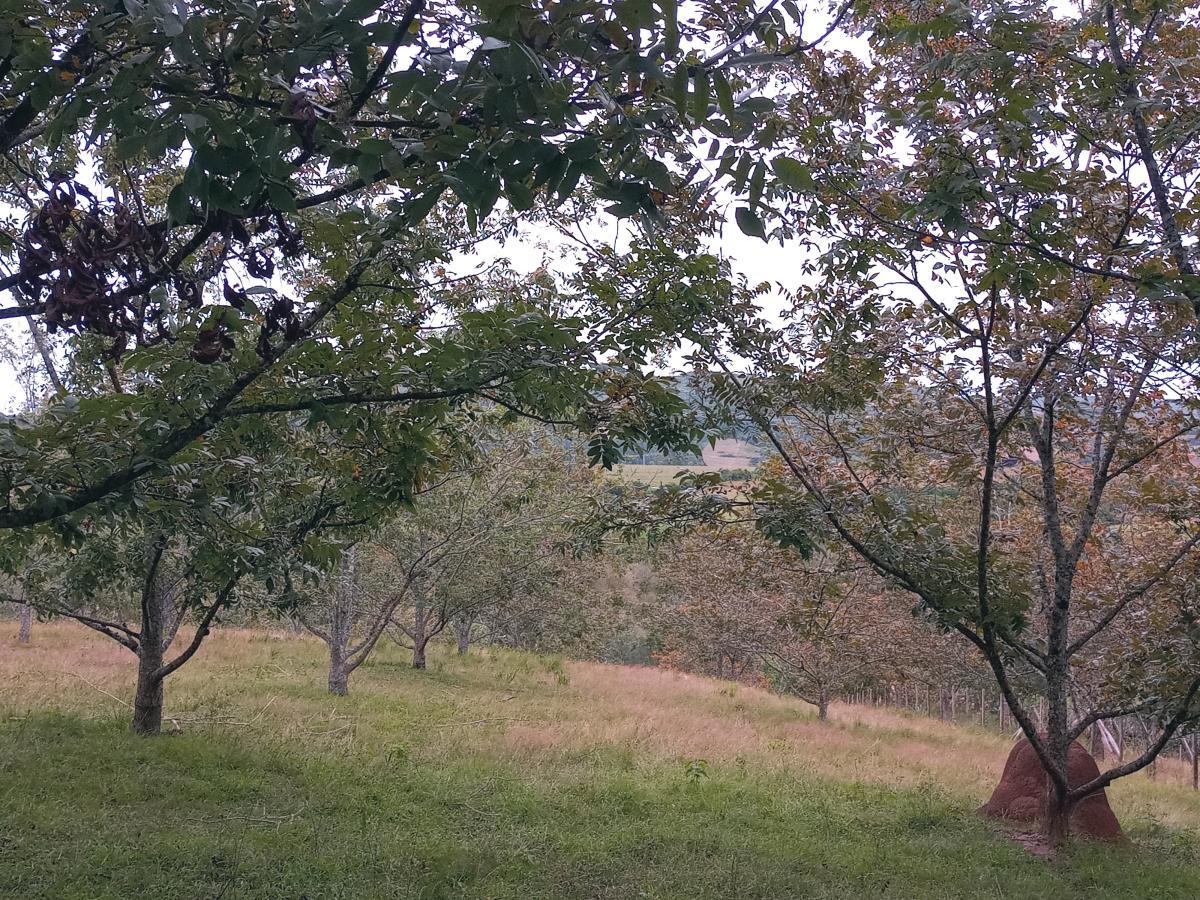 Fazenda, 23 hectares - Foto 6
