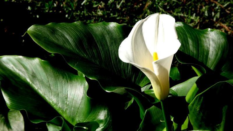 Chácara, 1 quarto, 3 hectares - Foto 27