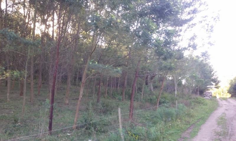 Loteamento e Condomínio, 11 hectares - Foto 1