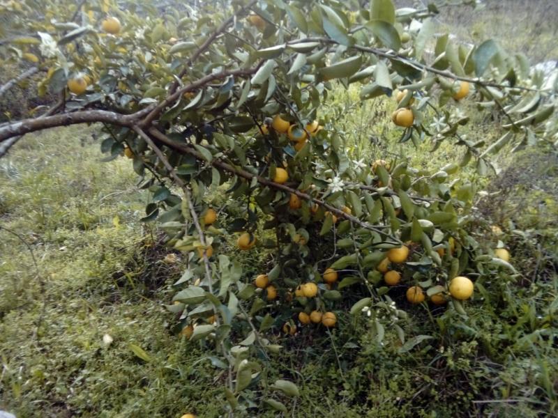 Chácara, 1 quarto, 3 hectares - Foto 22