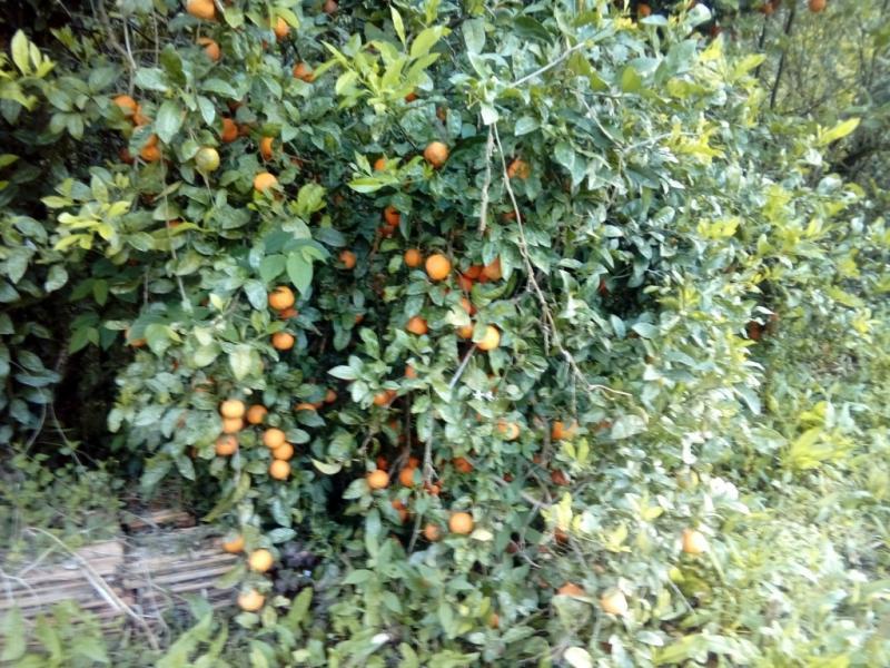 Chácara, 1 quarto, 3 hectares - Foto 23