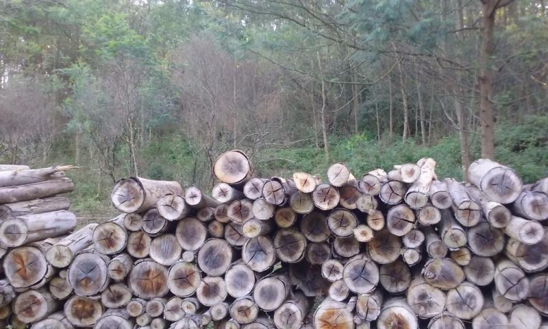 Loteamento e Condomínio, 11 hectares - Foto 4