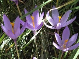 Loteamento e Condomínio, 11 hectares - Foto 9