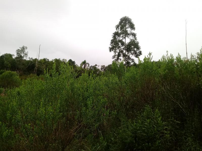 Chácara, 5000 m² - Foto 10