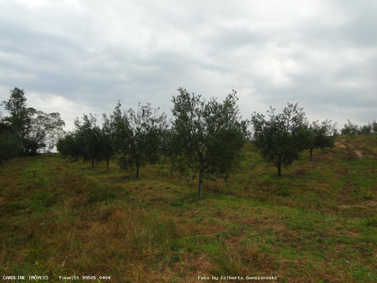 Fazenda, 49 hectares - Foto 27