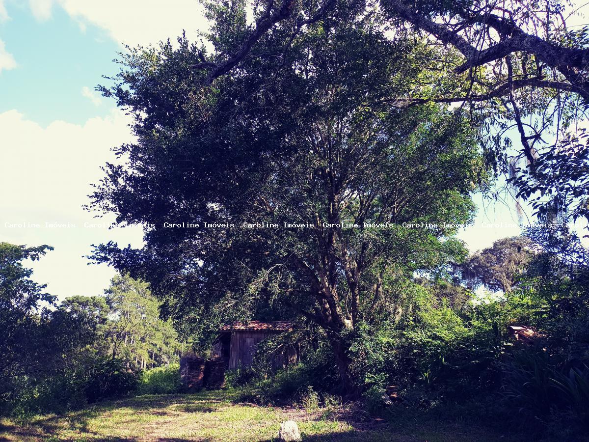 Sítio, 25 hectares - Foto 7