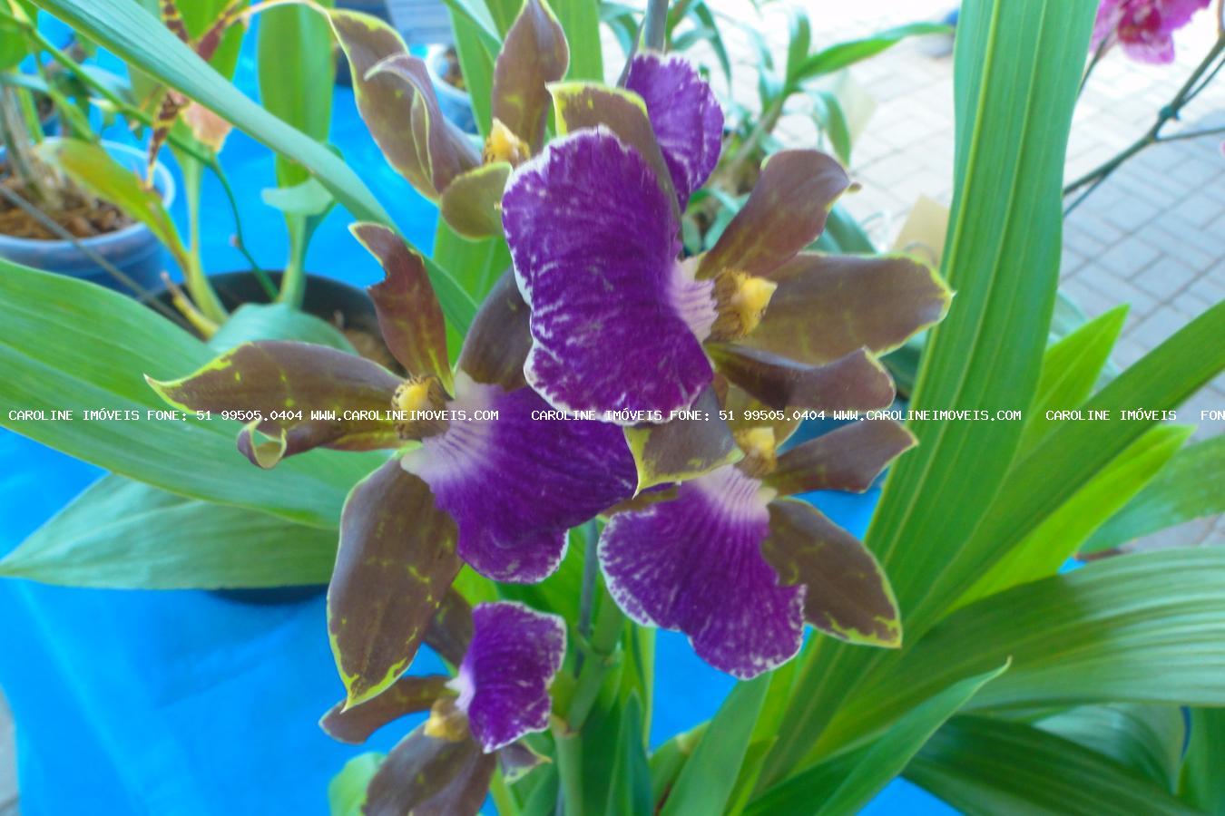 Chácara, 3 quartos, 3 hectares - Foto 33