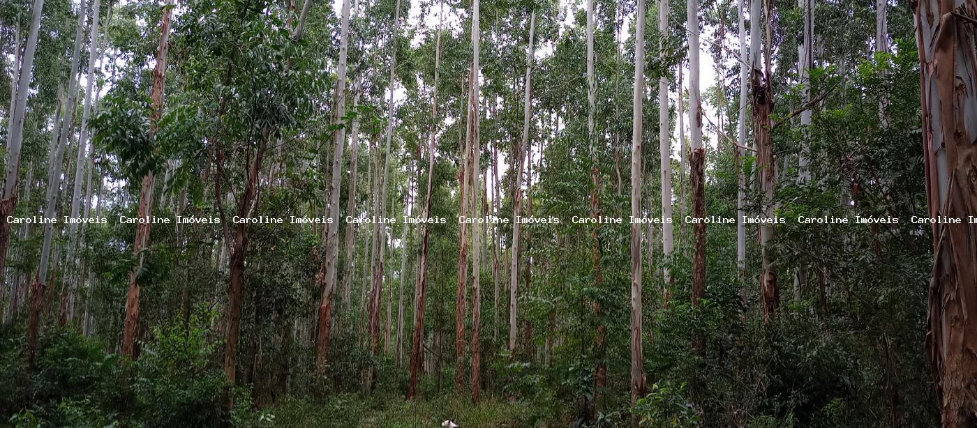 Fazenda, 42 hectares - Foto 35