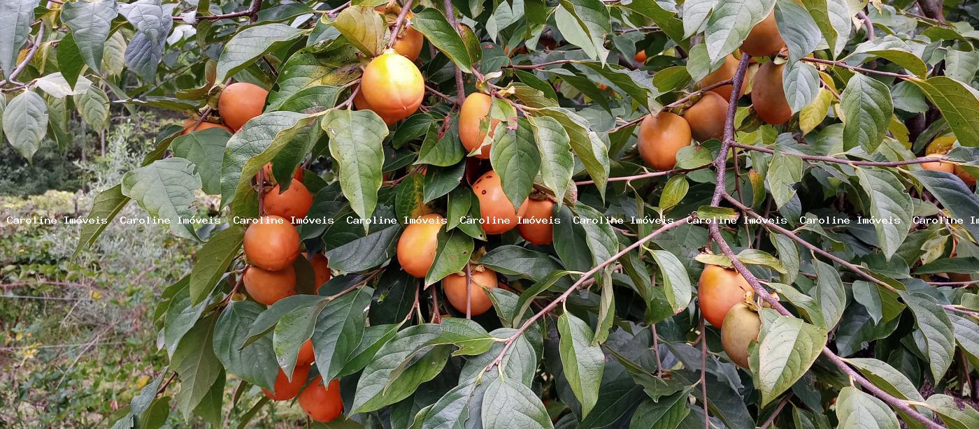 Fazenda, 42 hectares - Foto 40