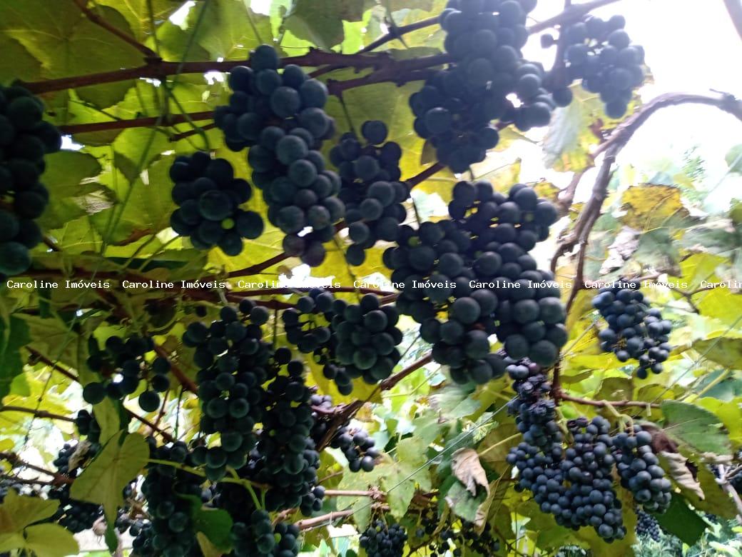 Fazenda, 42 hectares - Foto 43