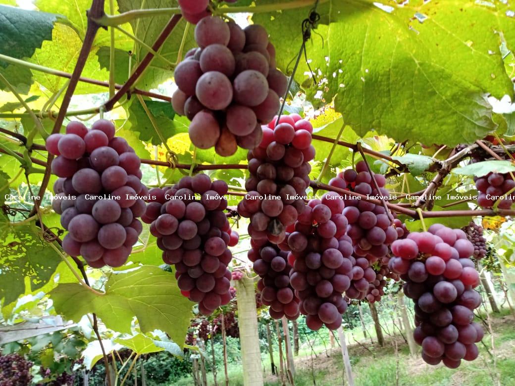 Fazenda, 42 hectares - Foto 1