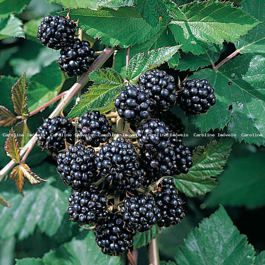 Fazenda, 42 hectares - Foto 2