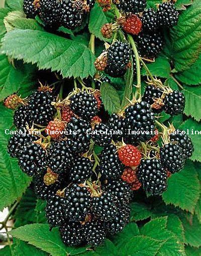 Fazenda, 42 hectares - Foto 45