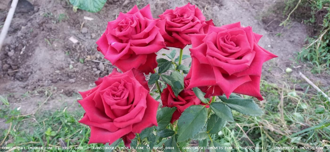 Terreno, 800 m² - Foto 1