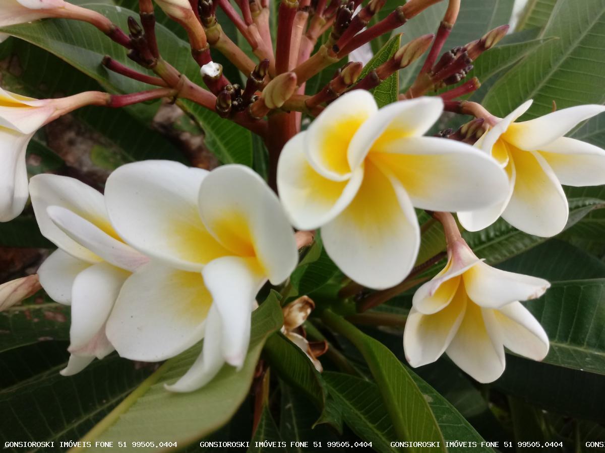 Terreno, 540 m² - Foto 2