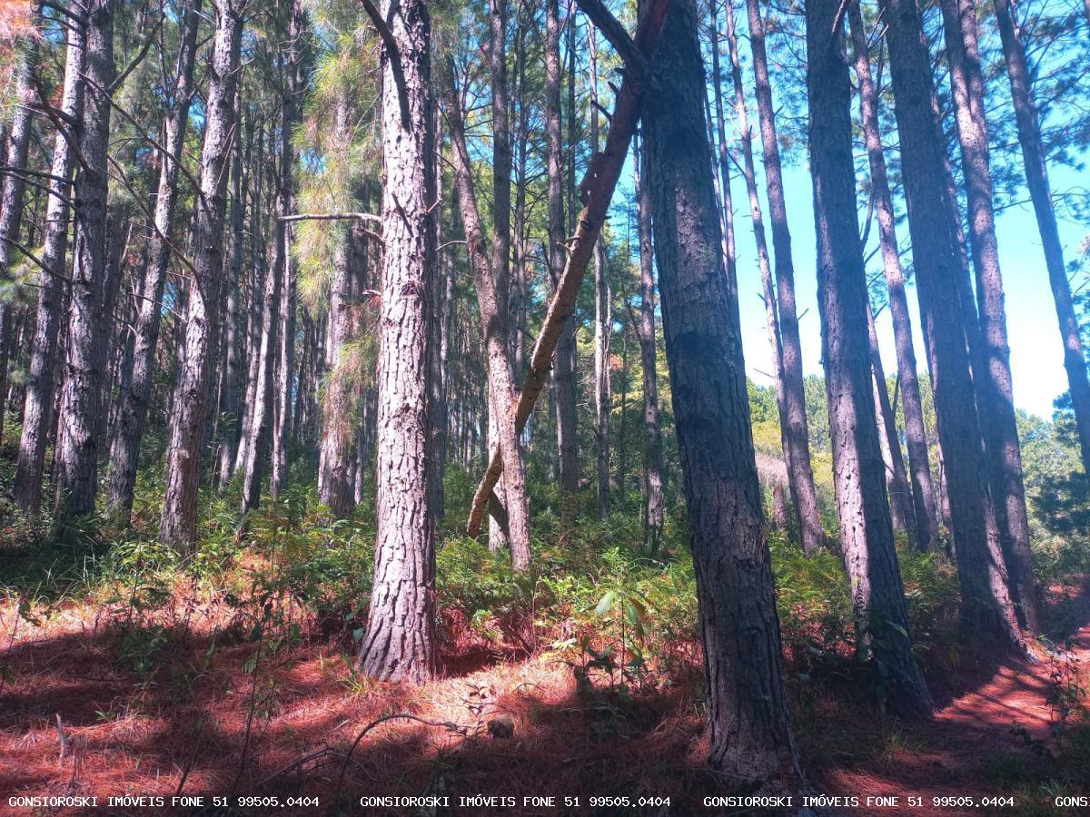 Fazenda, 80 hectares - Foto 43