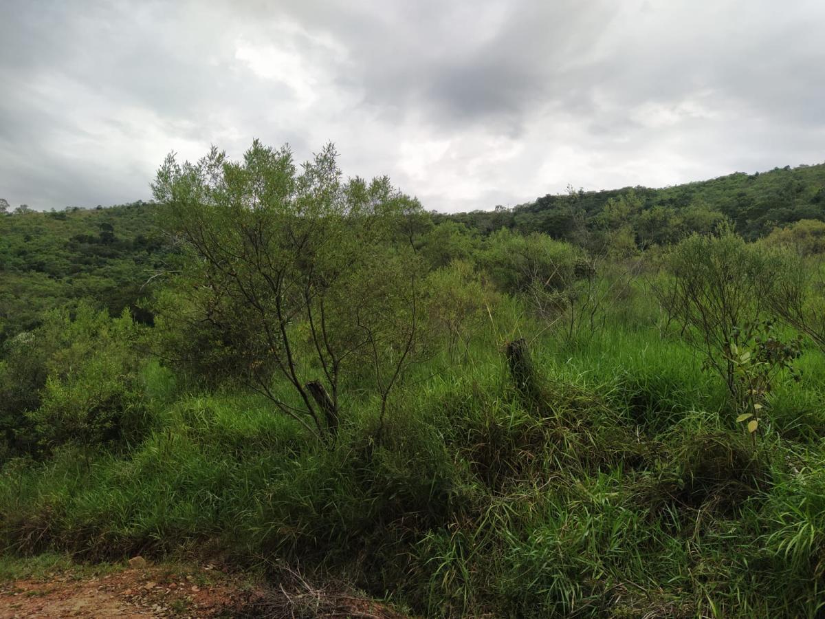 Sítio, 7 hectares - Foto 4