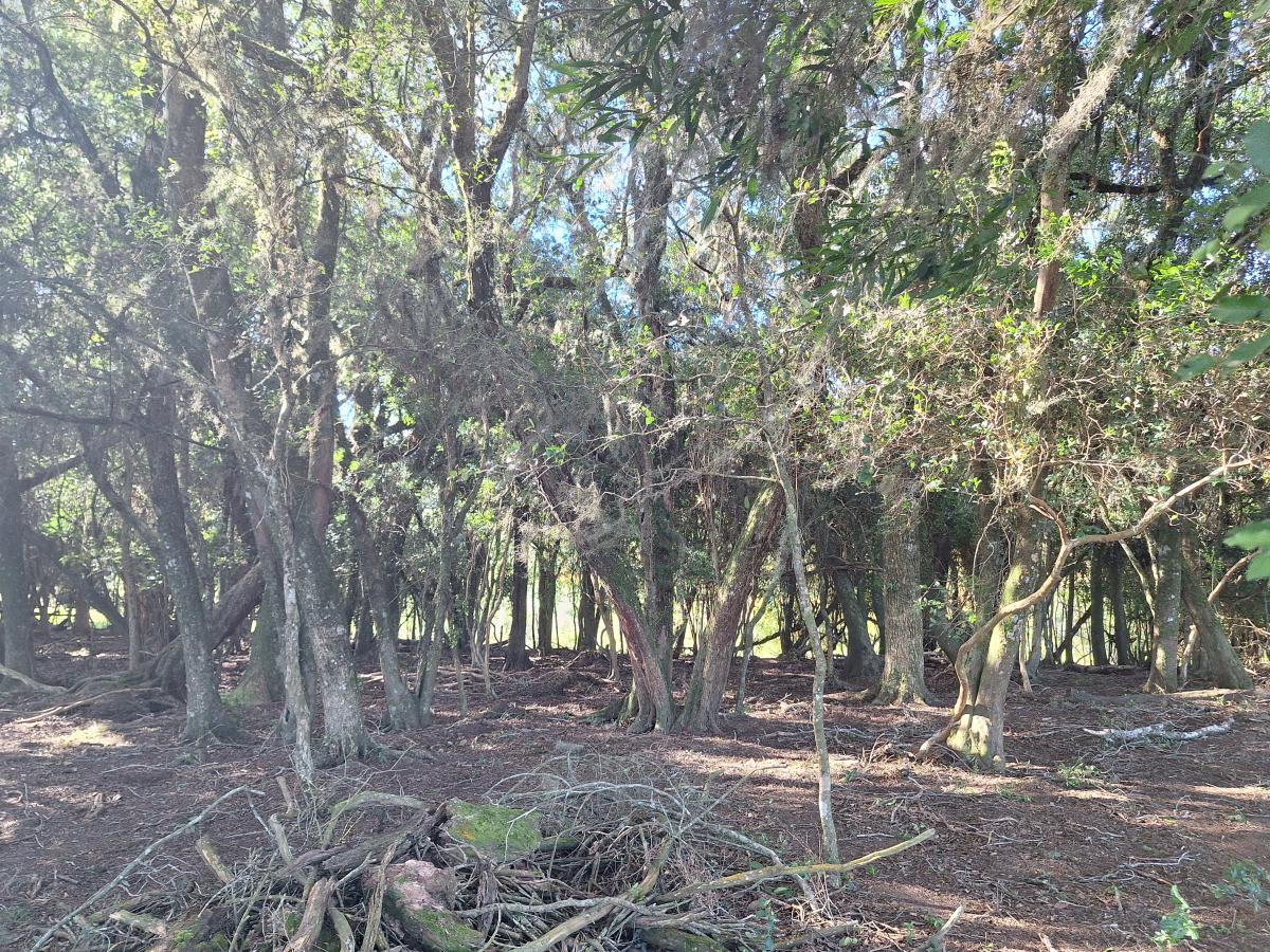 Loteamento e Condomínio, 3 hectares - Foto 11