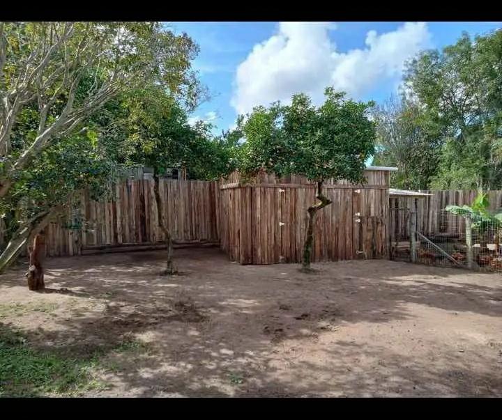 Casa, 3 quartos - Foto 13