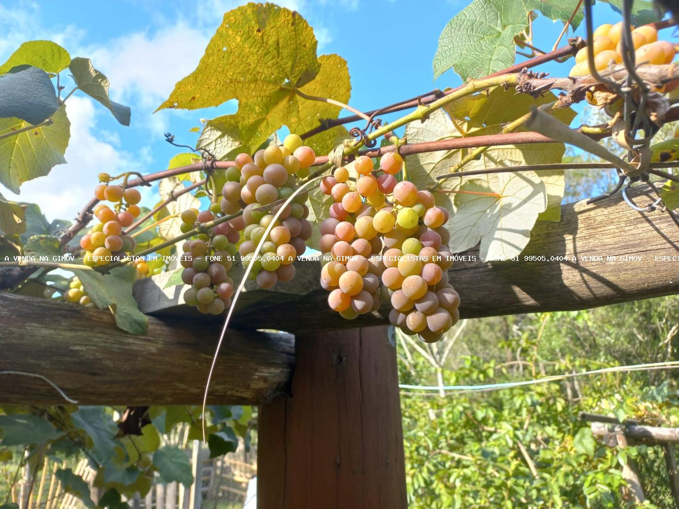 Chácara, 5 quartos, 2 hectares - Foto 21