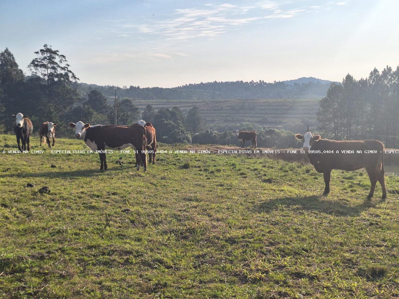 Fazenda, 8 hectares - Foto 42