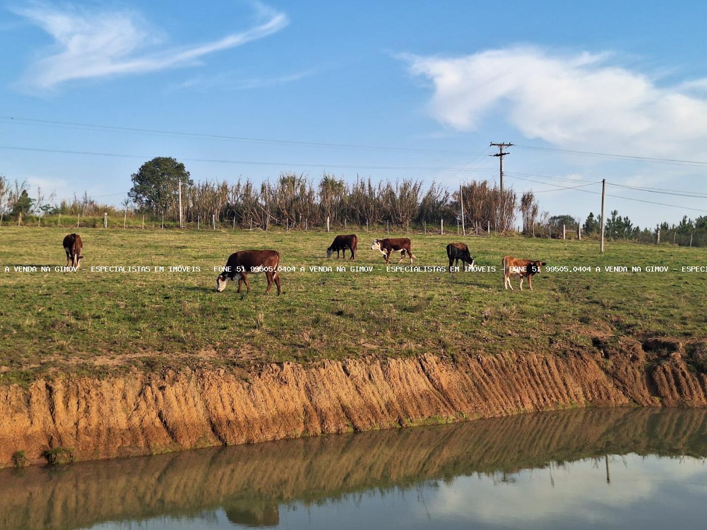 Fazenda, 8 hectares - Foto 45