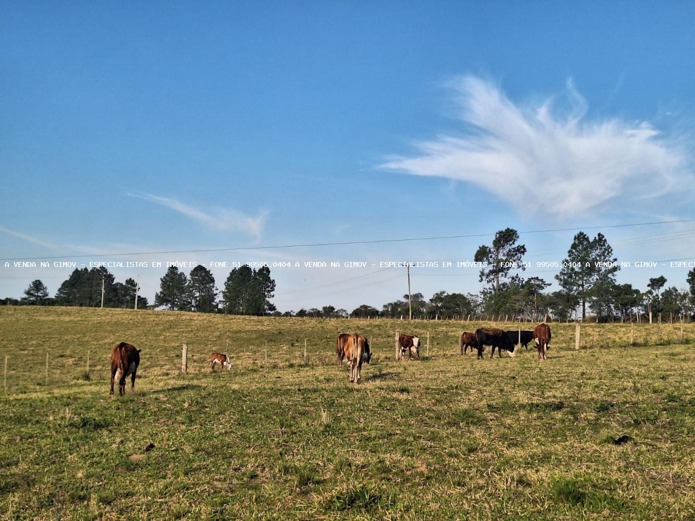 Fazenda, 8 hectares - Foto 46