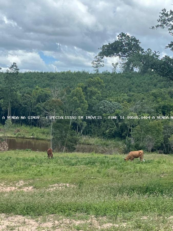 Sítio, 3 hectares - Foto 9