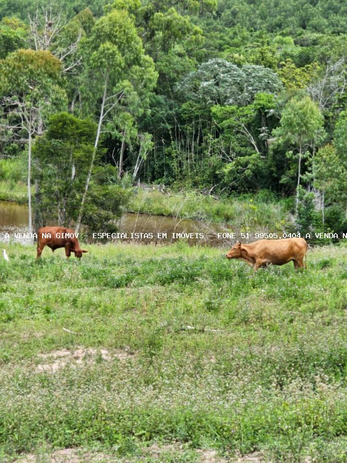 Sítio, 3 hectares - Foto 12