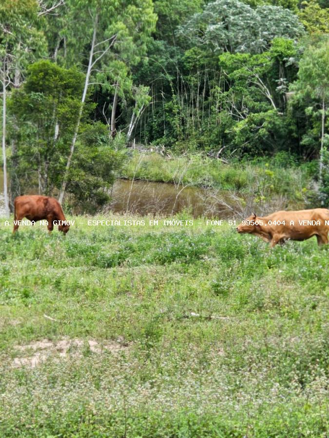 Sítio, 3 hectares - Foto 14