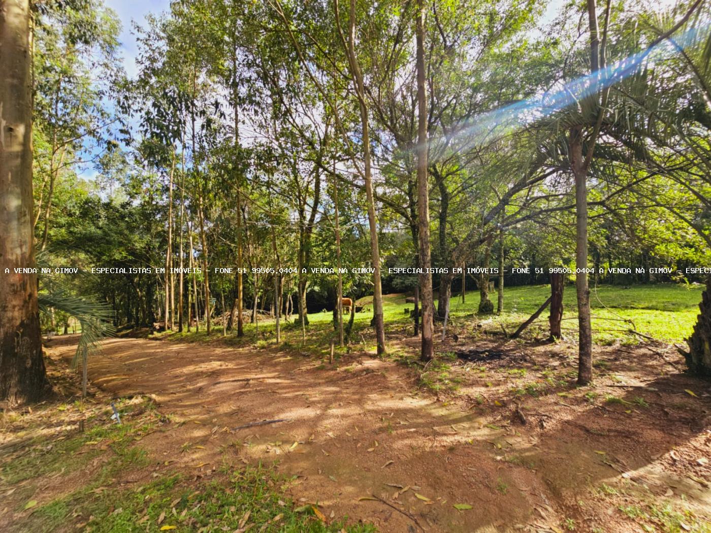 Sítio, 3 hectares - Foto 31