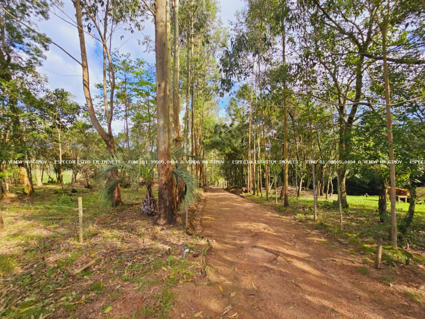 Sítio, 3 hectares - Foto 30