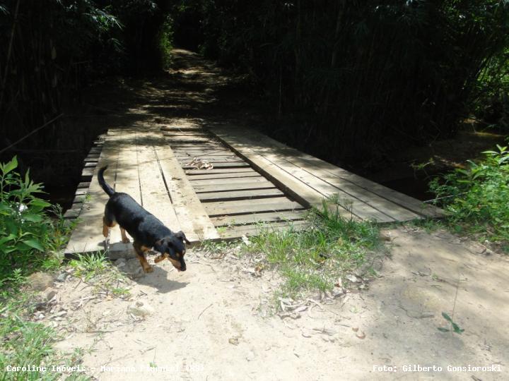 Sítio, 3 quartos, 20 hectares - Foto 33