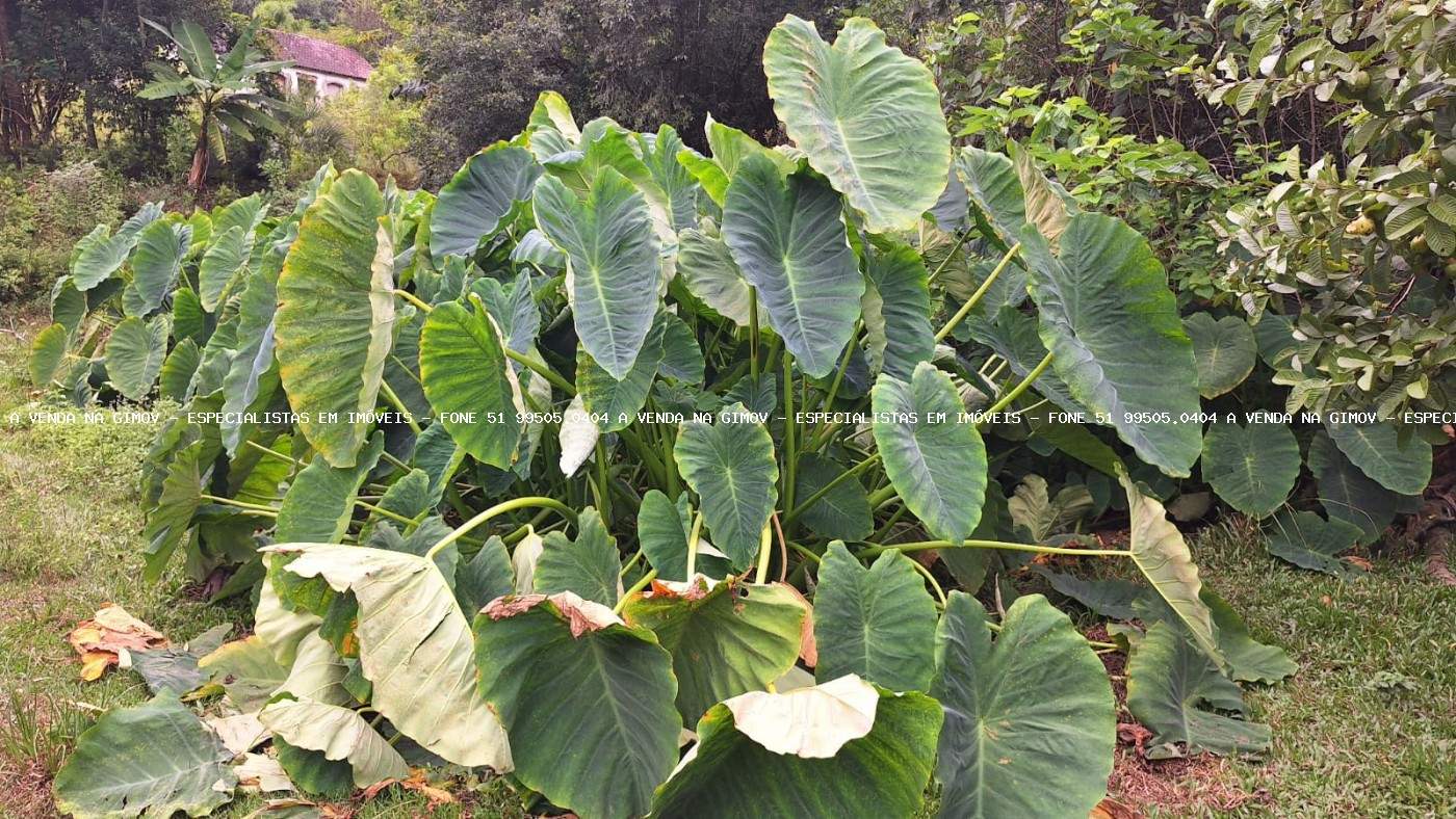 Sítio, 20 m² - Foto 23