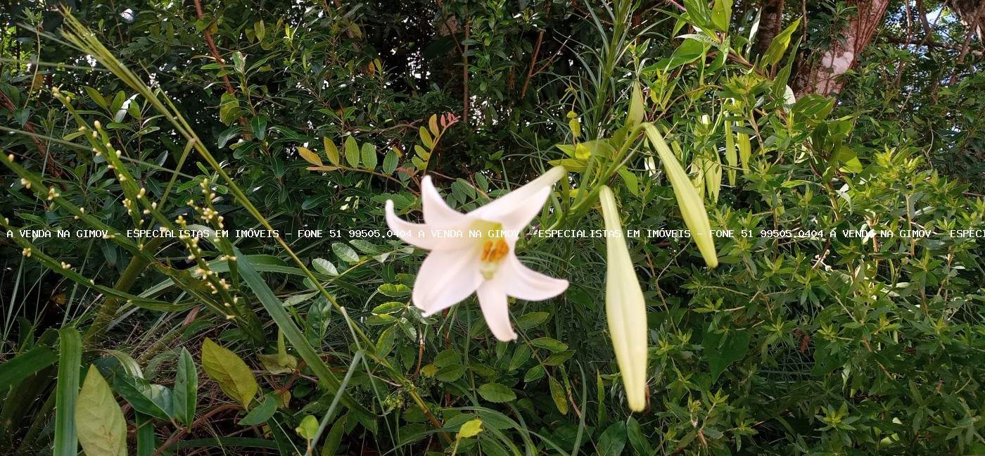 Terreno, 350 m² - Foto 15