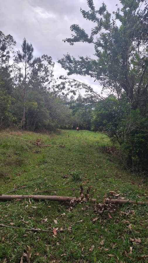 Sítio, 5 quartos, 6 m² - Foto 14