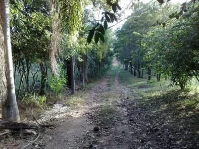 Sítio, 5 quartos, 6 m² - Foto 8