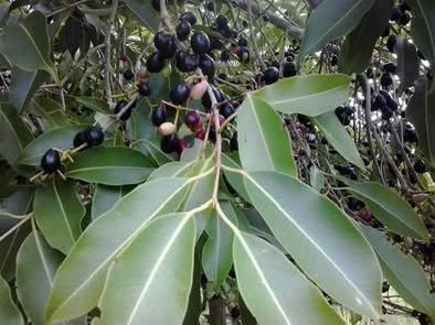 Sítio, 5 quartos, 6 m² - Foto 34