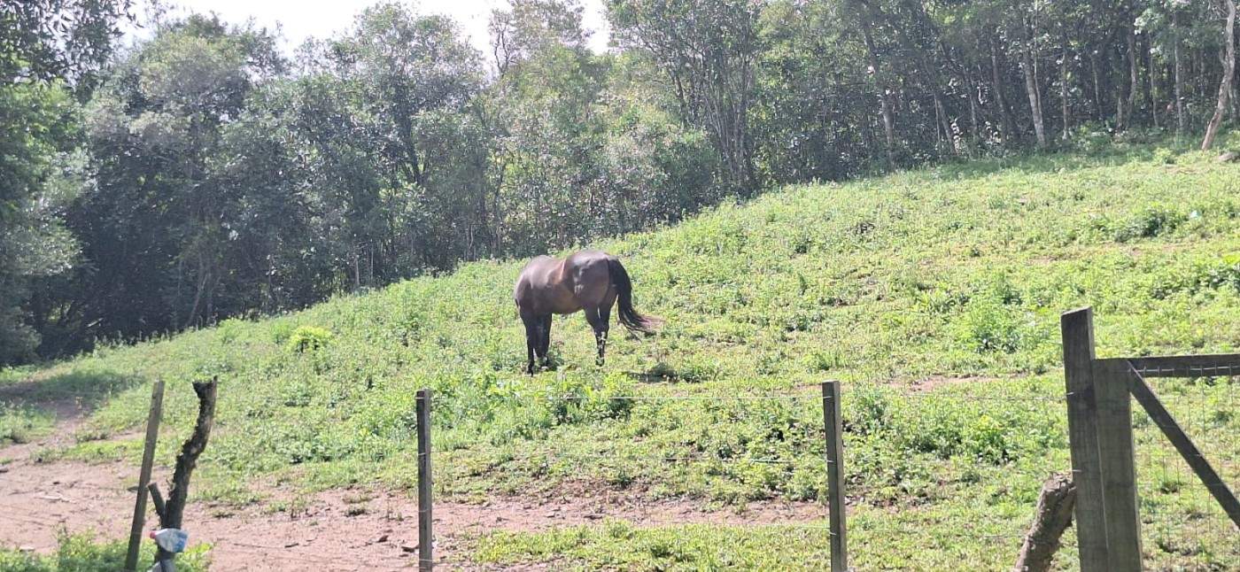 Chácara, 2 quartos, 10000 m² - Foto 15